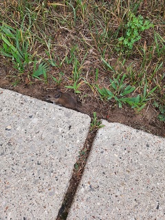 20260806 172914